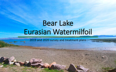 Bear Lake Eurasian Watermilfoil