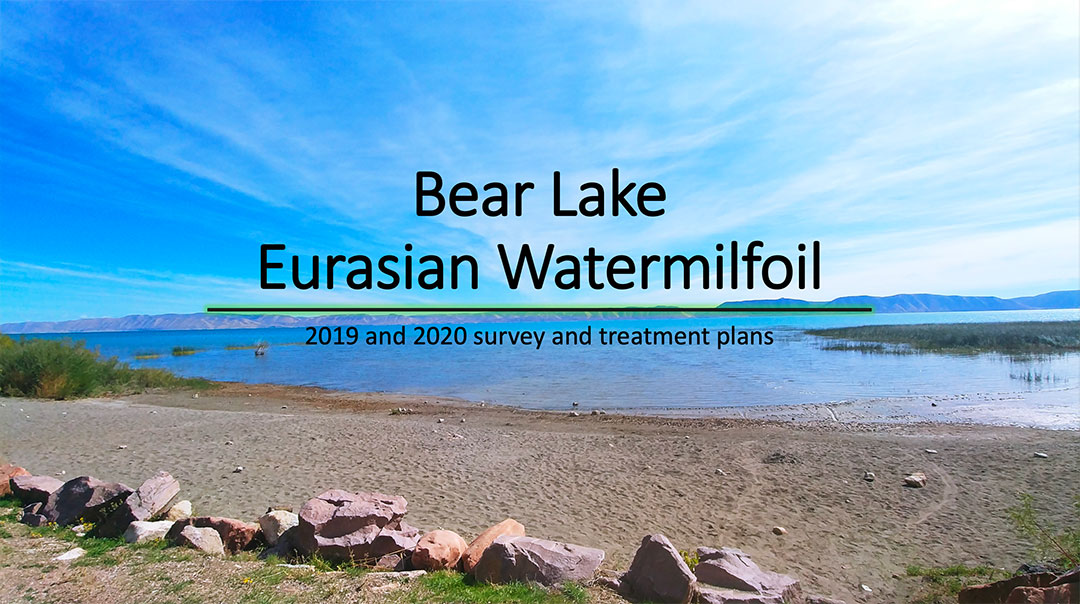 Bear Lake Eurasian Watermilfoil