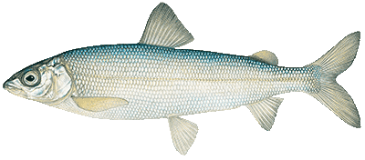 Bear Lake Whitefish | Bear Lake Watch