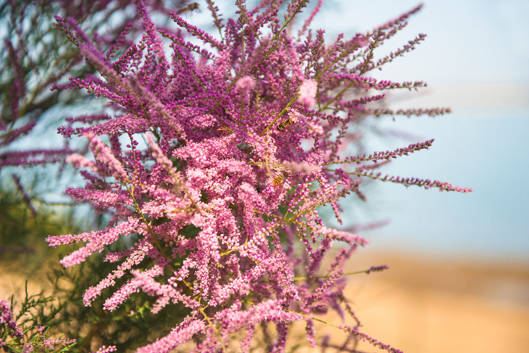 Invasive Species - Tamarisk or Saltcedar | Bear Lake Watch