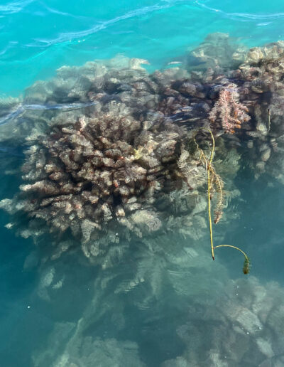 Bear Lake Eurasian watermilfoil