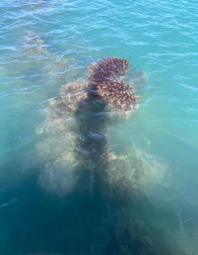 Bear Lake Eurasian watermilfoil