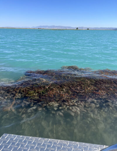 Bear Lake Eurasian watermilfoil