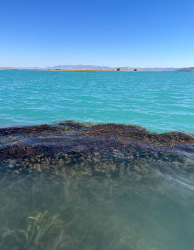 Bear Lake Eurasian watermilfoil